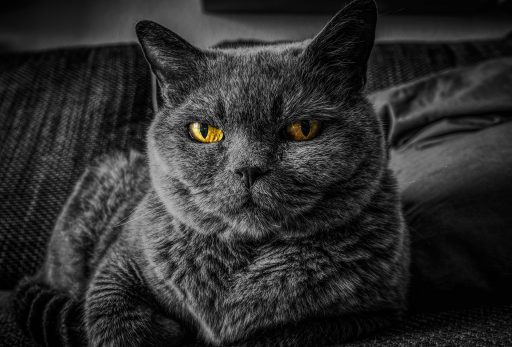 gato negro ojos amarillos