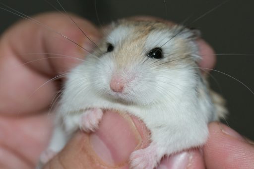 hamster de roborovski
